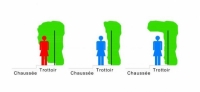 taille-des-haies-en-bordure-des-voies